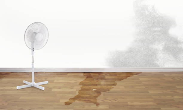 Best Flood damage cleanup  in North Judson, IN
